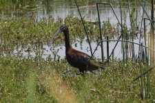 White-faced Ibis 2024-07-12 a.JPG