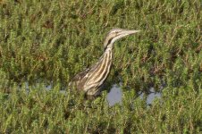 American Bittern 2024-07-13.JPG