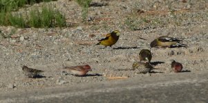 Pine Siskin - Cassins's Finch - Evening Grosbeak 2024-07-15.JPG