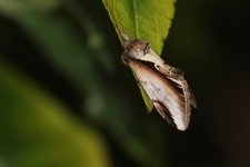 20240713 (2)_Lesser_Swallow_Prominent.JPG