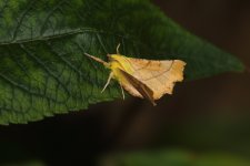 20240713 (4)_Canary-shouldered_Thorn.JPG