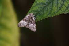 20240715 (11)_Nut-tree_Tussock.JPG