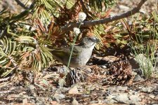 Green-tailed Towhee 2027-07-27.JPG