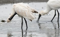 DSC05507 Royal Spoonbill @ Dee Why Lagoon bf.jpeg