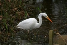 Great White Egret - Astley.jpg