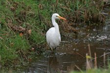 Great White Egret - Astley (4).jpg