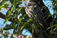 DSC06180 Tawny Frogmouth @ Cremorne Point bf.jpeg