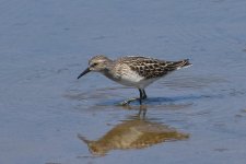 Least Sandpiper 2024-08-09 a.JPG