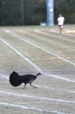 DSC06250 Australian Brush Turkey @ Mowbray Park bf.jpeg