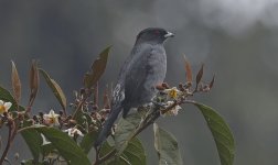 B Red-crested Cotinga 001.jpg