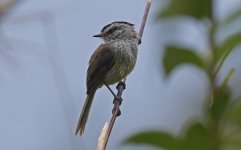 D Unstreaked Tit-tyrant 002.jpg