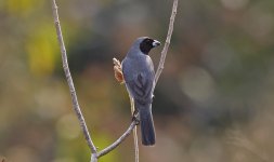 A Black-faced Tanager 006.jpg