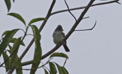 A Plain-crested Elaenia 002.jpg