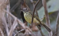 A Stripe-necked Tody-tyrant 004.jpg