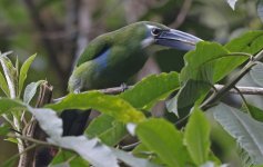 B Blue-banded Toucanet 002.jpg