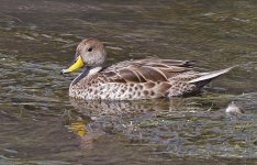 C Yellow-billed Pintail 003.jpg