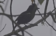 B Variable Antshrike 002.jpg