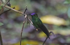 C Violet-fronted Brilliant 002.jpg