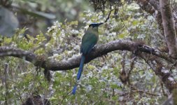 F Andean Motmot 001.jpg