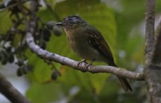 F Inca Flycatcher 004.jpg