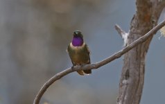 A Amethyst-throated Sunangel 002.jpg