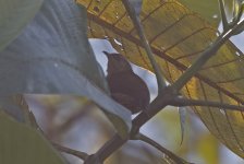 A Ash-browed Spinetail 001.jpg