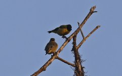 A Hooded Siskin 003.jpg