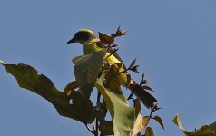 A Lemon-browed Flycatcher 001.jpg