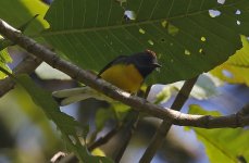 A Slate-coloured Redstart 001.jpg