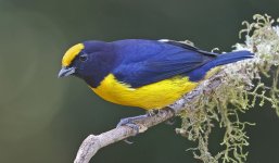 B Orange-bellied Euphonia 001.jpg