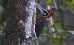 A Crimson-bellied Woodpecker 004.jpg