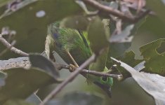 C Orange-eared Tanager 001.jpg