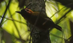 A Rufous-breasted Piculet 002.jpg