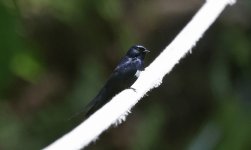 A White-banded Swallow 004.jpg