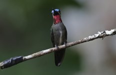 C Long-billed Starthroat 003.jpg