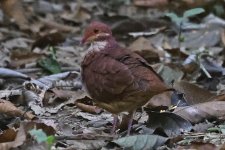 A Ruddy Quail Dove 001.jpg