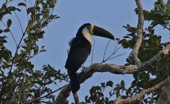 C White-throated Toucan 002.jpg