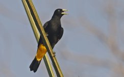 C Yellow-rumped Cacique 003.jpg