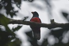 Black-tailed Trogon 003.jpg