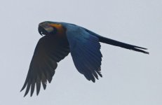 Blue-and-yellow Macaw 009.jpg