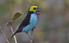 Paradise Tanager 004.jpg