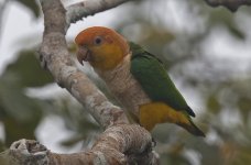 White-bellied Parrot 010.jpg