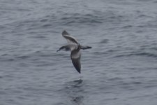 Buller's Shearwater 2024-09-20.JPG