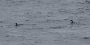 Scripp's Murrelet 2024-09-20.JPG