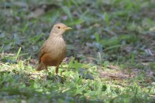 20240811 (11)_Rufous-bellied_Thrush.JPG