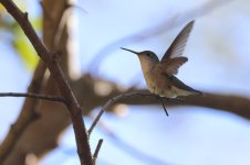 20240811 (28)_White-bellied_Hummingbird.JPG