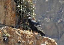 Andean Condor.JPG