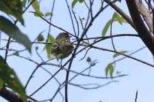 20240812 (16)_Slaty-capped_Flycatcher.JPG