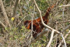 20240816 (19)_Bolivian_Red_Howler_Monkey.JPG