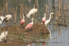 20240817 (37)_Roseate_Spoonbill.JPG